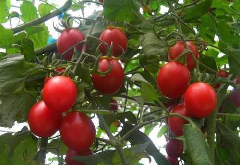 转基因食品真的对人体有害?否则为什么人类这