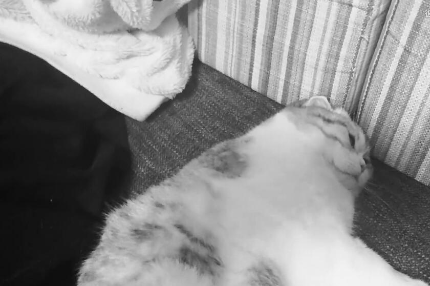 铲屎官吃了大蒜对着猫狂吹气,猫被熏得快要晕