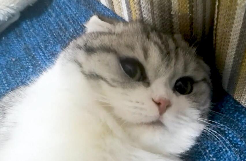 铲屎官吃了大蒜对着猫狂吹气,猫被熏得快要晕