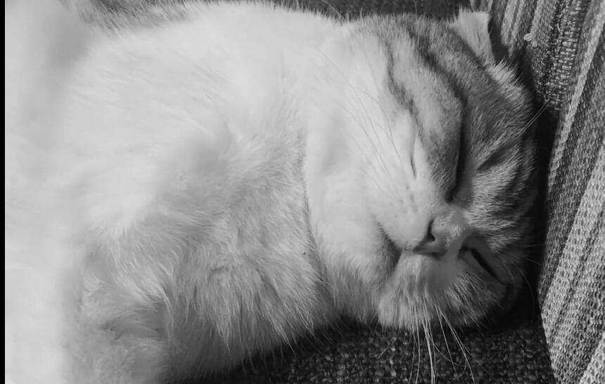 铲屎官吃了大蒜对着猫狂吹气,猫被熏得快要晕