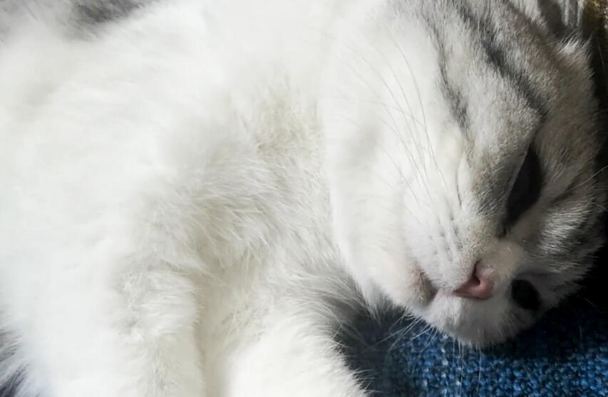 铲屎官吃了大蒜对着猫狂吹气,猫被熏得快要晕