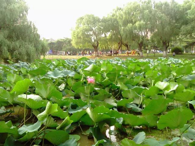 沈阳正式进入荷花时间20个赏荷胜地美景艳压整个夏天