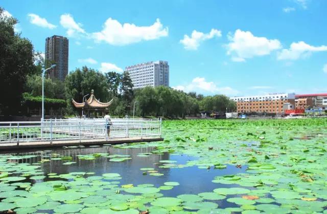 沈阳正式进入荷花时间20个赏荷胜地美景艳压整个夏天