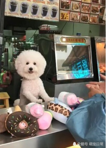 白色泰迪做服务员,给顾客点餐,然而看到狗狗的腿,所有人都笑了