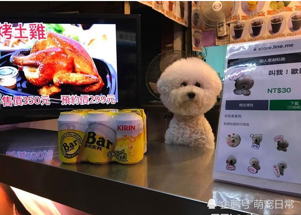 白色泰迪做服务员,给顾客点餐,然而看到狗狗的腿,所有人都笑了