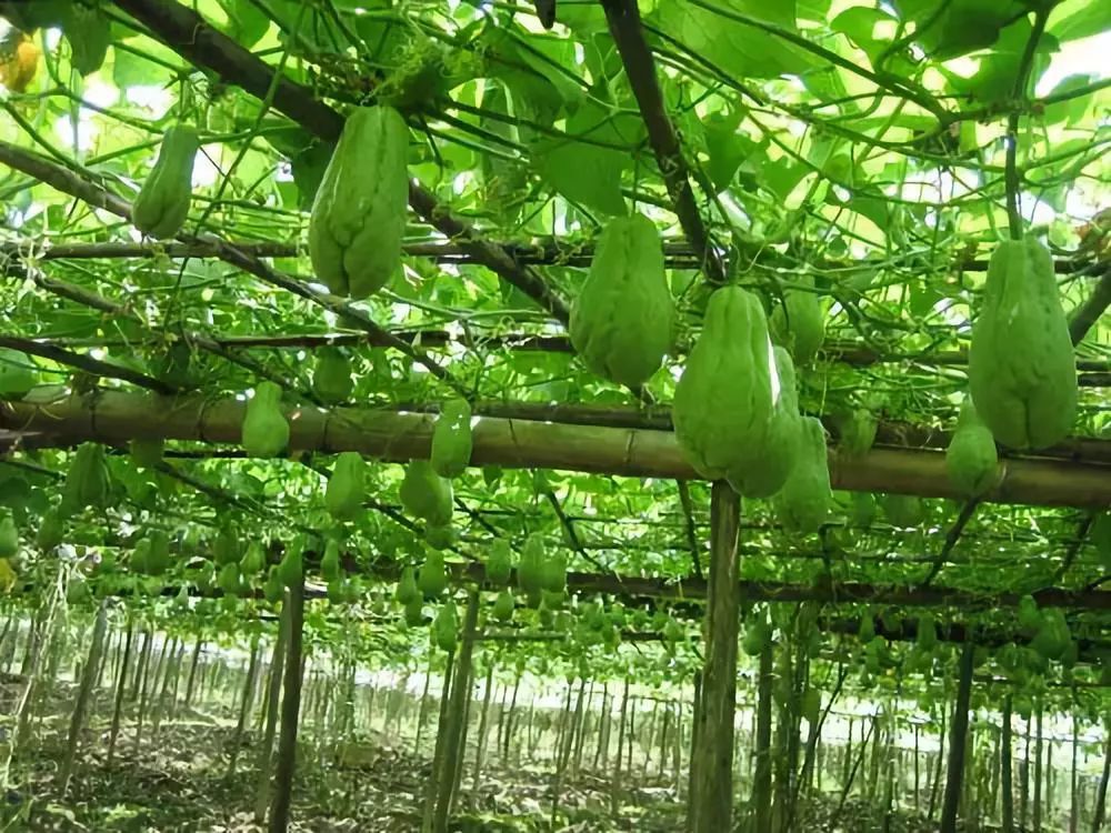 珙县人,你还在吃红苕颠吗?赶紧看看吧!