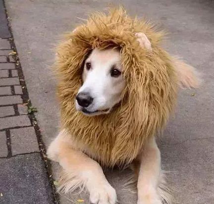 狗狗剪成狮子的样子图片