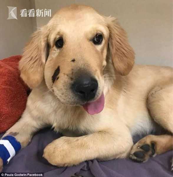 金毛犬勇斗响尾蛇 救下女主人却被咬肿半边脸