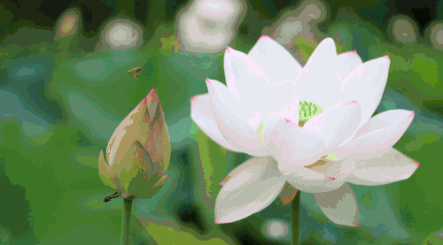 500_277gif 动态图 动图