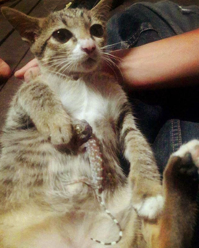 人手移植到猫手上 玩猫人爽翻了 猫咪表情臭臭一脸嫌弃 猫咪 猫人 猫 新浪新闻