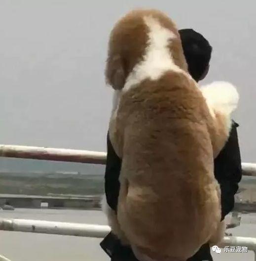 爸爸怕巨型贵宾犬脚烫伤背着它走 女儿 这才是亲生的吧 腾讯网