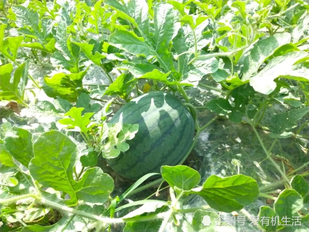 广东这个品种的西瓜,皮薄籽少,是国家地理标志