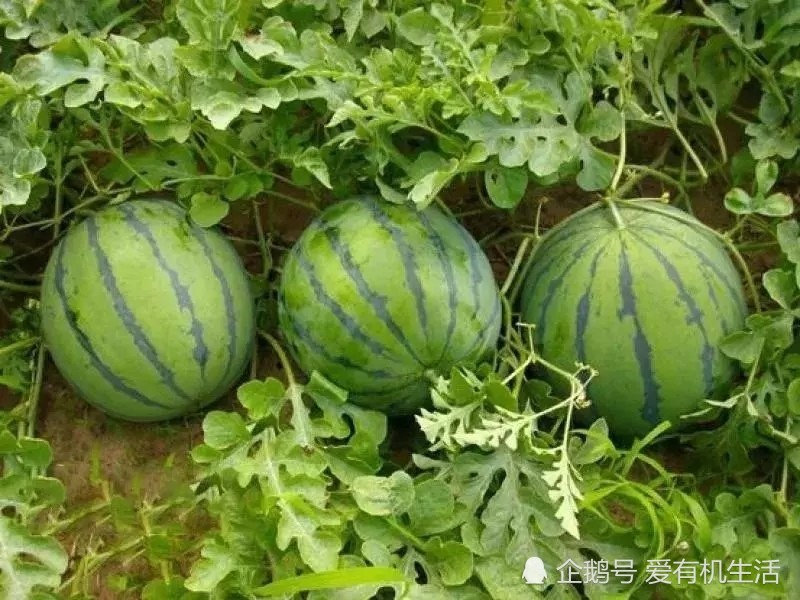 广东这个品种的西瓜,皮薄籽少,是国家地理标志