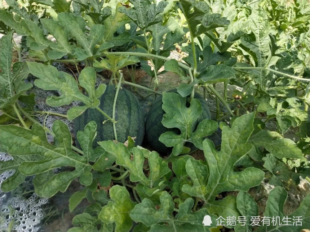 广东这个品种的西瓜,皮薄籽少,是国家地理标志