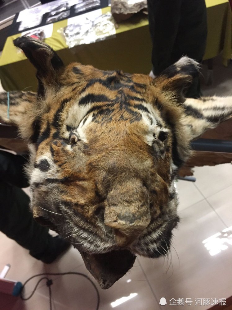 濒危老虎惨遭剥皮被做成装饰品,偷猎者连虎崽都不放过