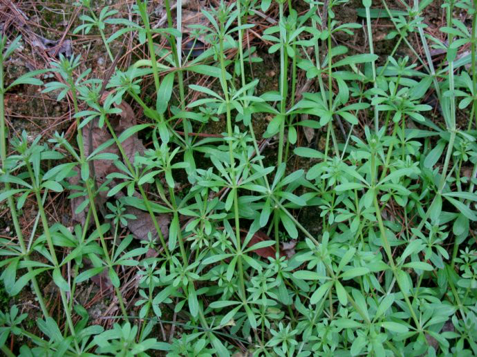 "锯子草"锋利易伤人,却有药用价值
