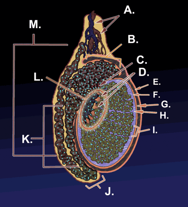 640_706gif 动态图 动图