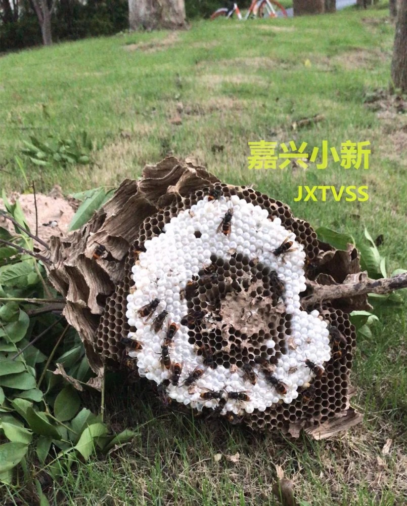 台风吹落马蜂窝男子遭围攻疼痛难忍最终跳河逃生