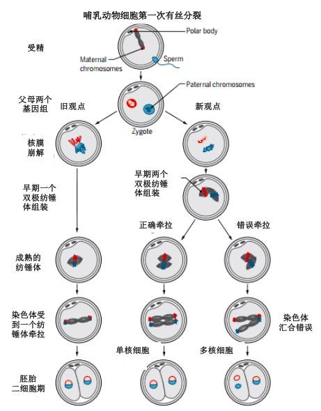 从受精卵到生命的第一步 我们直到今天才看清 腾讯网