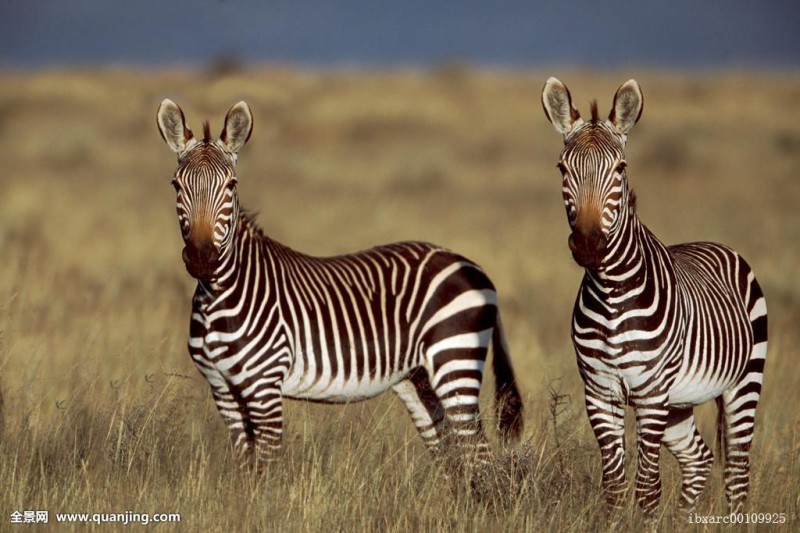 自带空调服?斑马条纹真的可以降温吗?