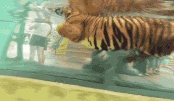 狮子|狮子和老虎谁才是真正的百兽之王？