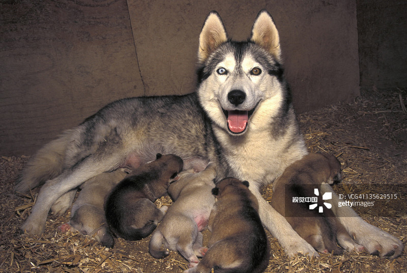 生娃带娃是世界级难题,鬣狗妈妈第一次生仔死