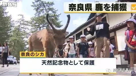 被游客喂仙贝喂到撑的奈良小鹿 居然营养不良 腾讯网