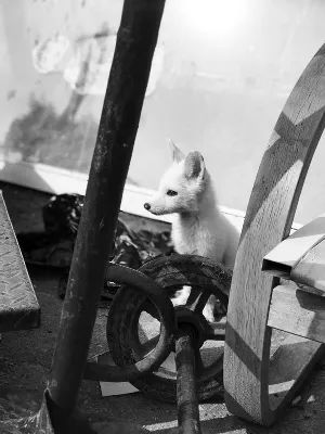 女孩网购银环蛇被咬致脑死亡,这些夺命宠物别