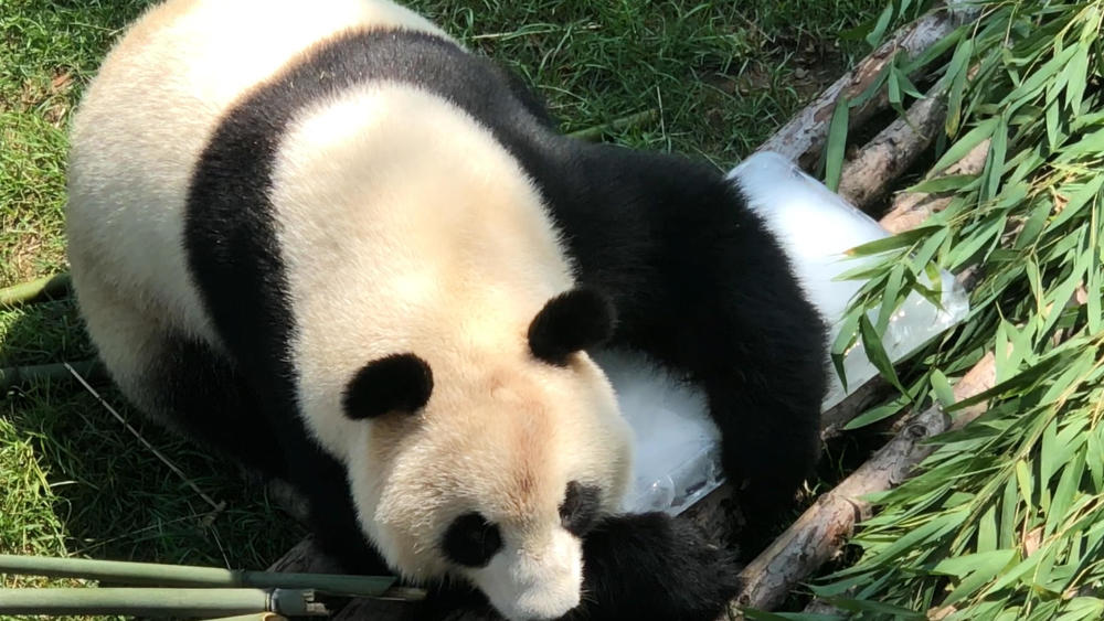 动物战高温:大熊猫抱冰块爱不释手,大象吃西瓜一口一个