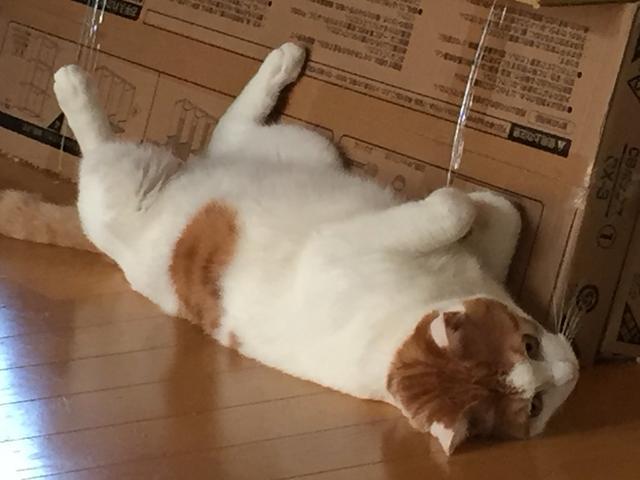 猫咪偷溜被发现 露出史上最绝望臭脸 本喵不想回家啊 腾讯网