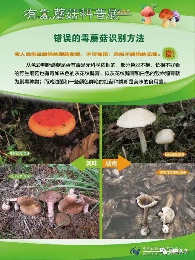 湘西一家三人误食毒蘑菇进医院这些菌子不能吃