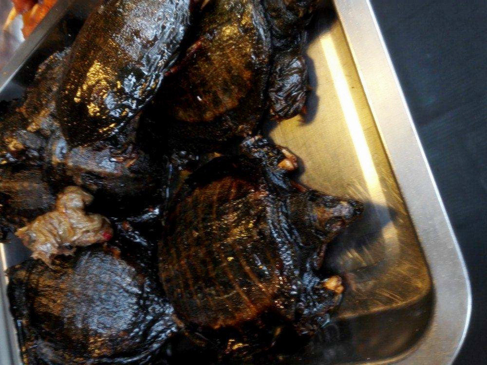 烤乌龟好残忍的吃法!有机会去越南,街头的烤乌龟你敢吃吗?