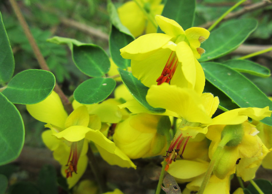 农村这树,过去农民见到就砍,但树皮却是稀罕物,人称"牛王刺"