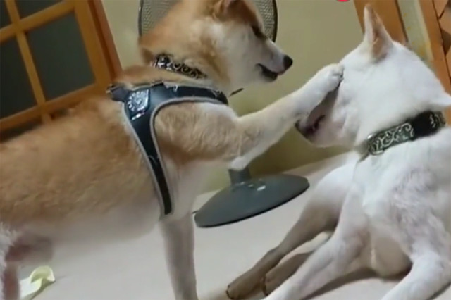 柴犬一直要摸同伴狗头 爪子被狠咬后一脸痴汉的自舔 这是变态吧 腾讯网
