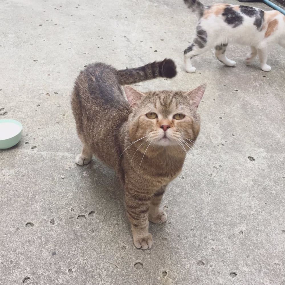 猫咪看到印有自己大头照的通缉令,翻个白眼"冷漠脸"相对