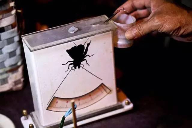 美国记者眼里中国古老的血腥运动--斗蛐蛐