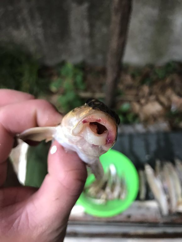 船钉子?山间小河,全是这种花狗鱼,一下午钓几十条