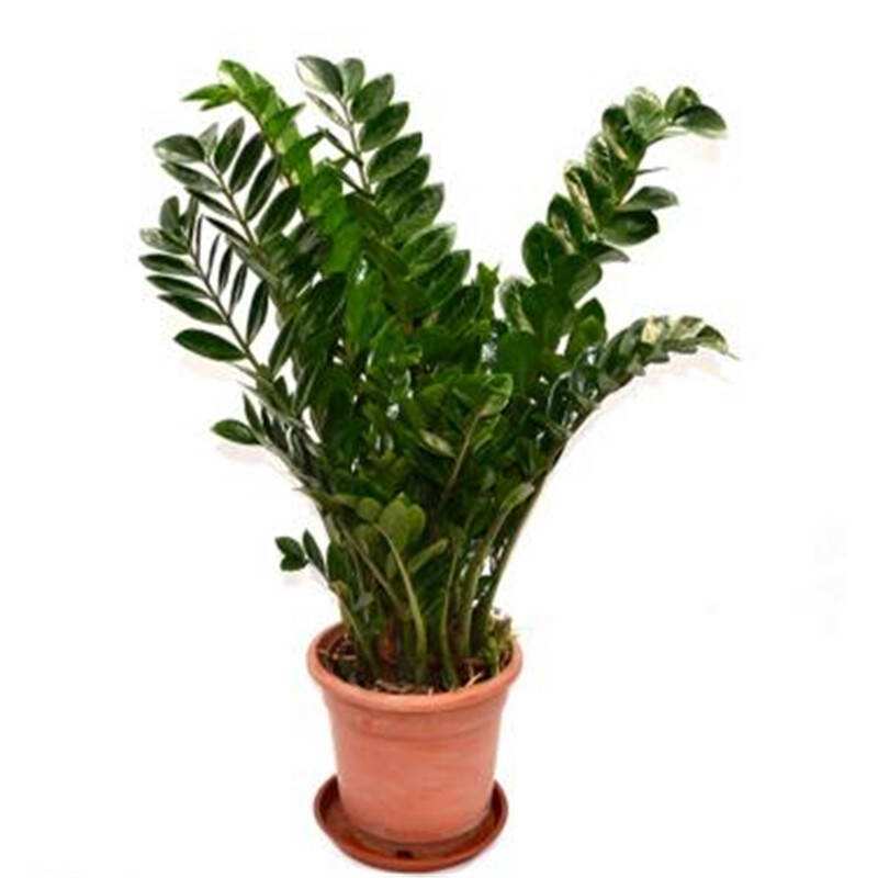 金钱树叶子黄了?对症下药是关键