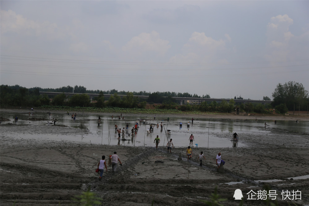 景区湖水被抽干 村民趟淤泥下湖摸出近百斤重大鱼