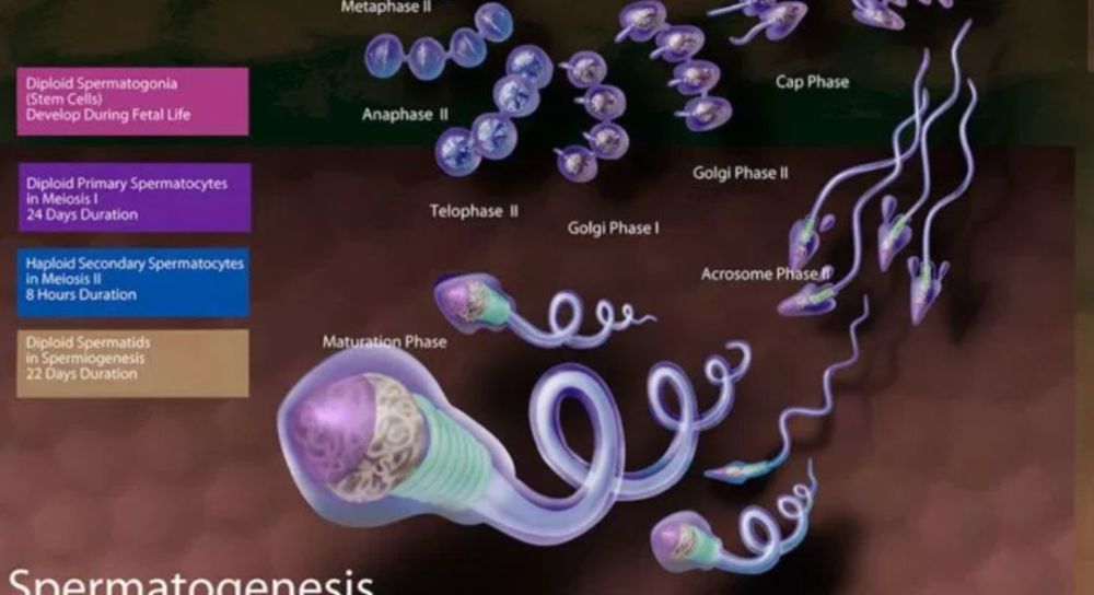 中国科学家完成小鼠精子发生过程转录组动态变化图谱