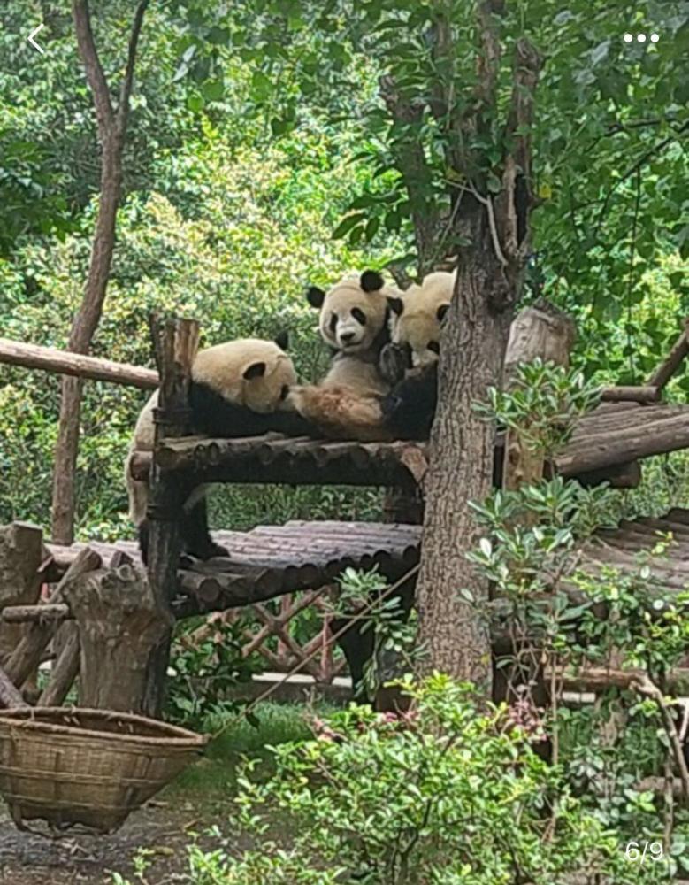 大熊猫的生活作息让众人羡慕,一天除了吃就剩下睡了
