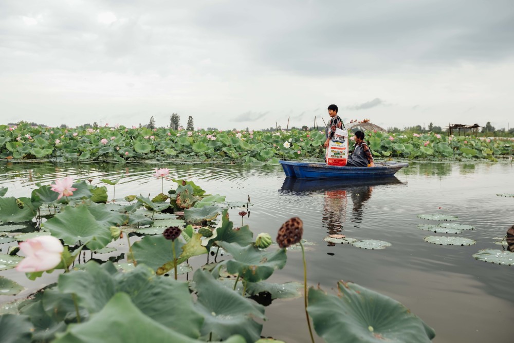 70岁采莲老人35高温下日采上千只莲蓬称多为儿孙存点钱
