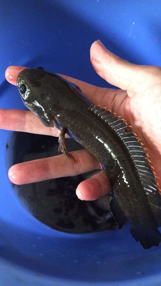 溪流,捕获一群黑色怪鱼,像黑鱼,又像沙塘鳢