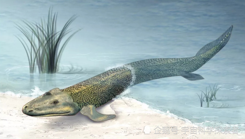 史前海洋生物是如何走上陆地的?这3个化石告