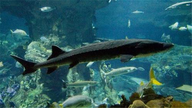 涨知识:中华鲟有一亿多年的历史,它是怎么