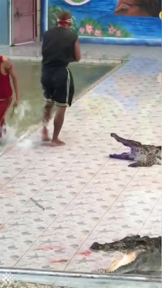 把胳膊伸进鳄鱼嘴里表演,鳄鱼张口就咬:太深了