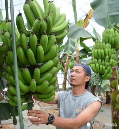 日本培育出可带皮吃的香蕉 单根售价高达49元