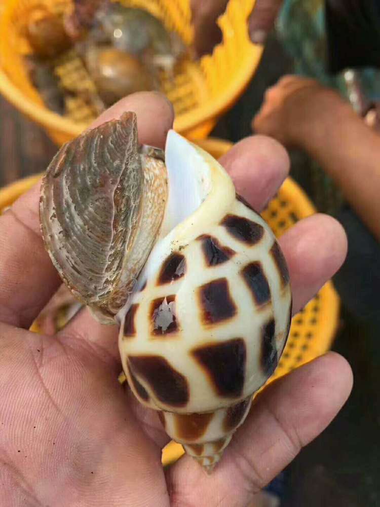 生活在海中礁石的花螺,只有涨潮后才出现,价格比螃蟹还贵