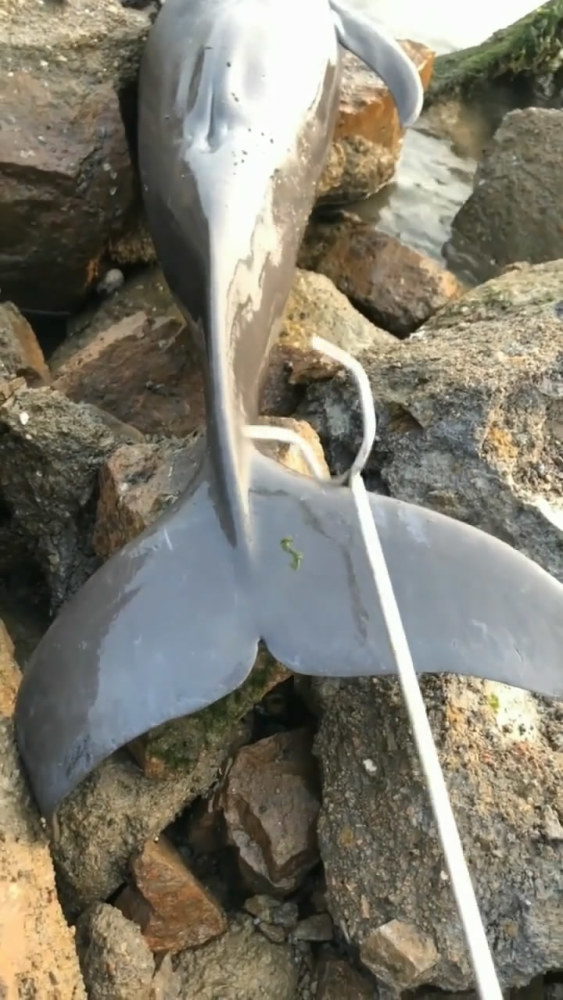 江猪 长江口钓鱼 发现巨型生物搁浅 是江豚吗 腾讯网