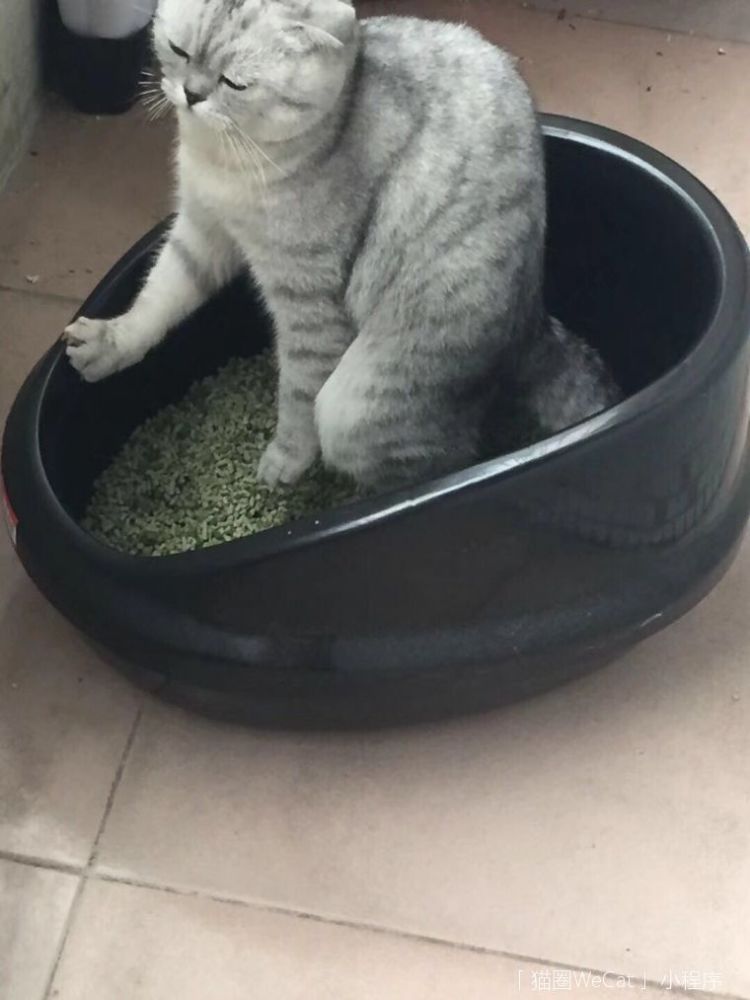 原来猫拉屎的样子可以这么猥琐